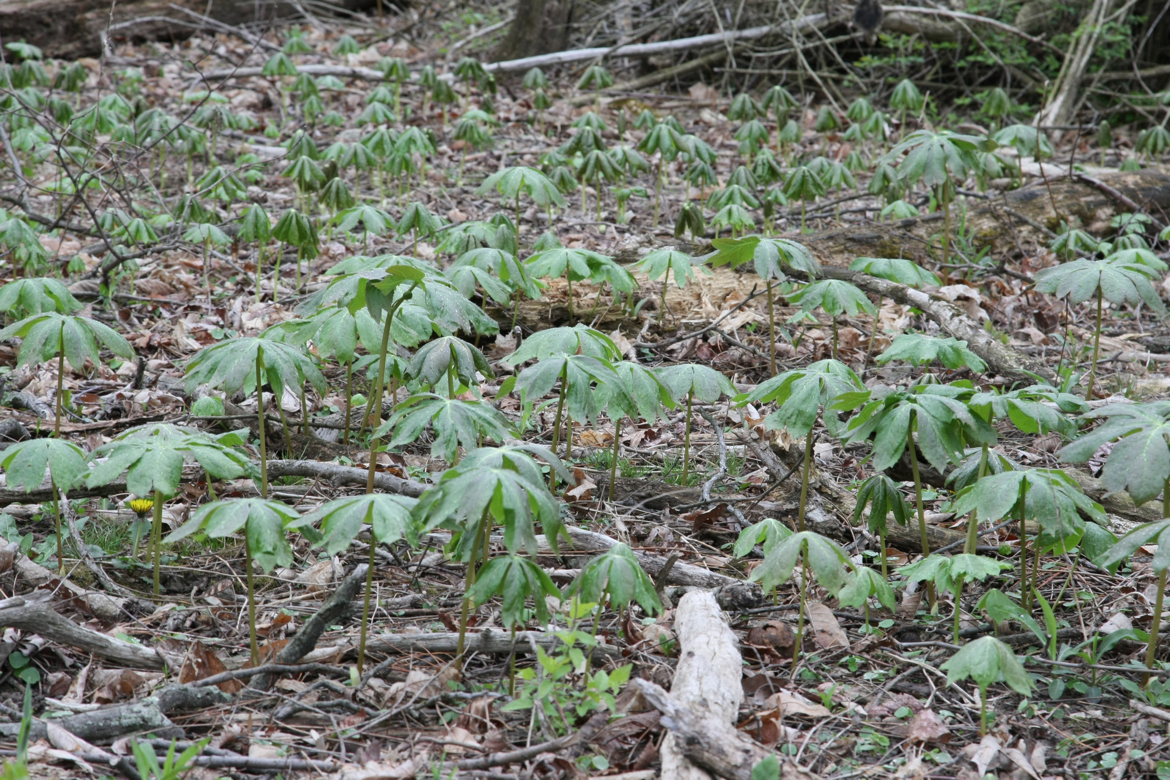 Full Size Image = 8370 K