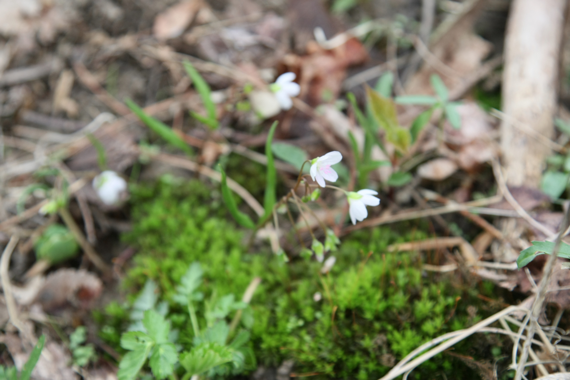 Full Size Image = 5447 K