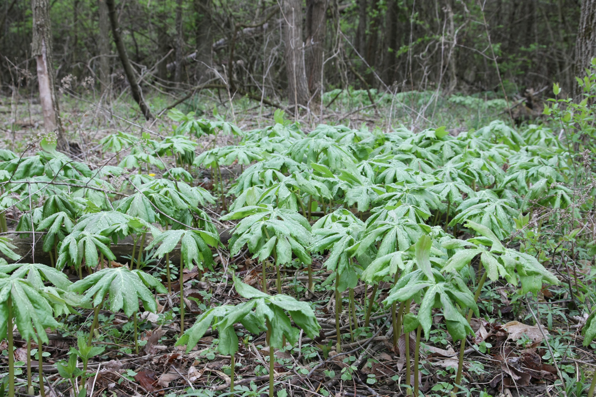 Full Size Image = 8528 K