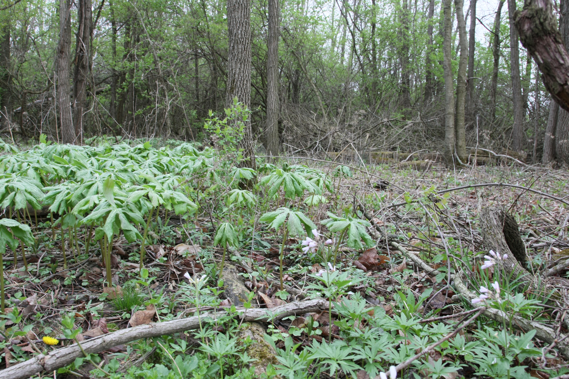 Full Size Image = 10049 K