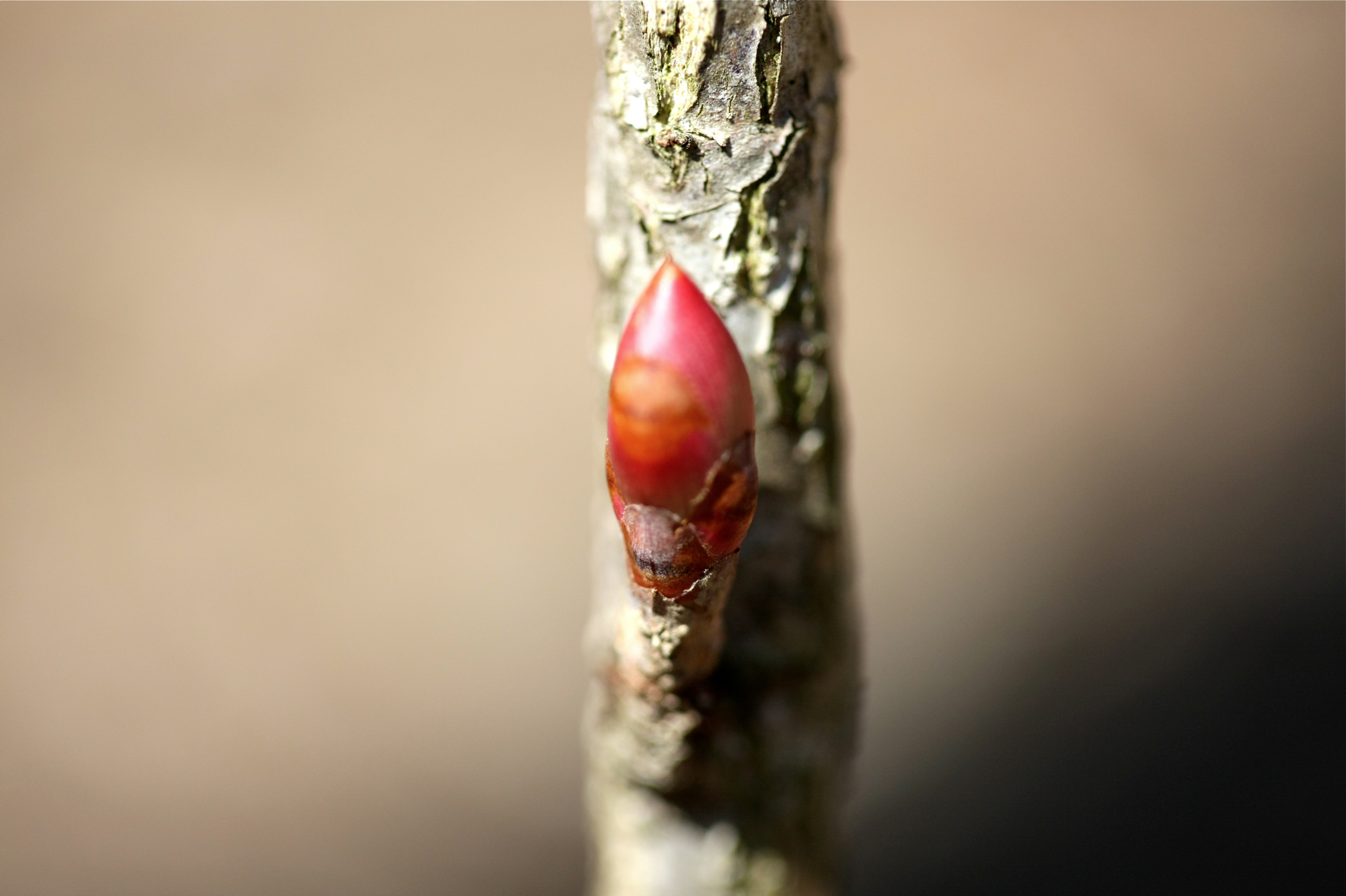 Full Size Image = 9218 K