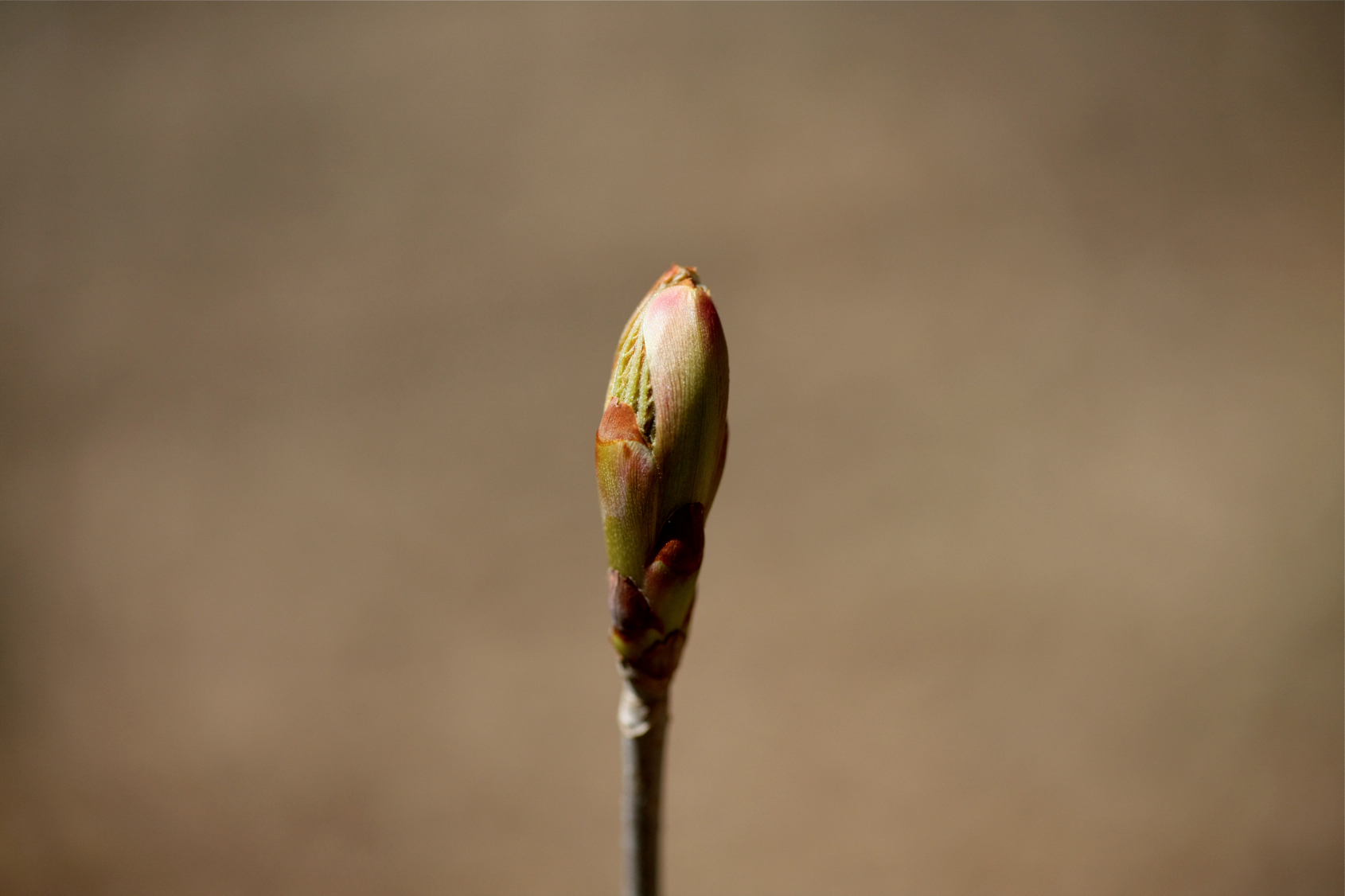 Full Size Image = 8367 K