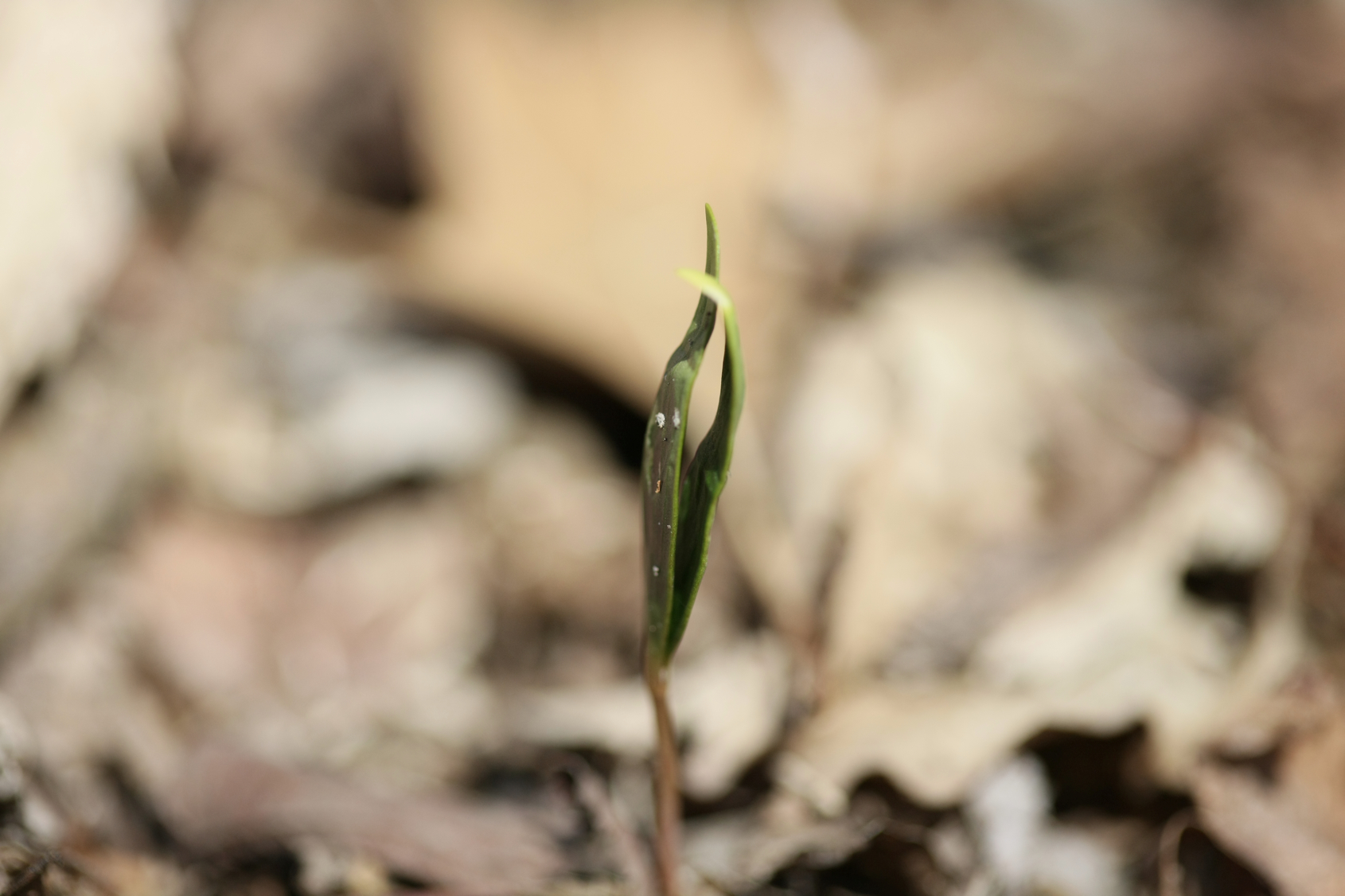 Full Size Image = 8608 K