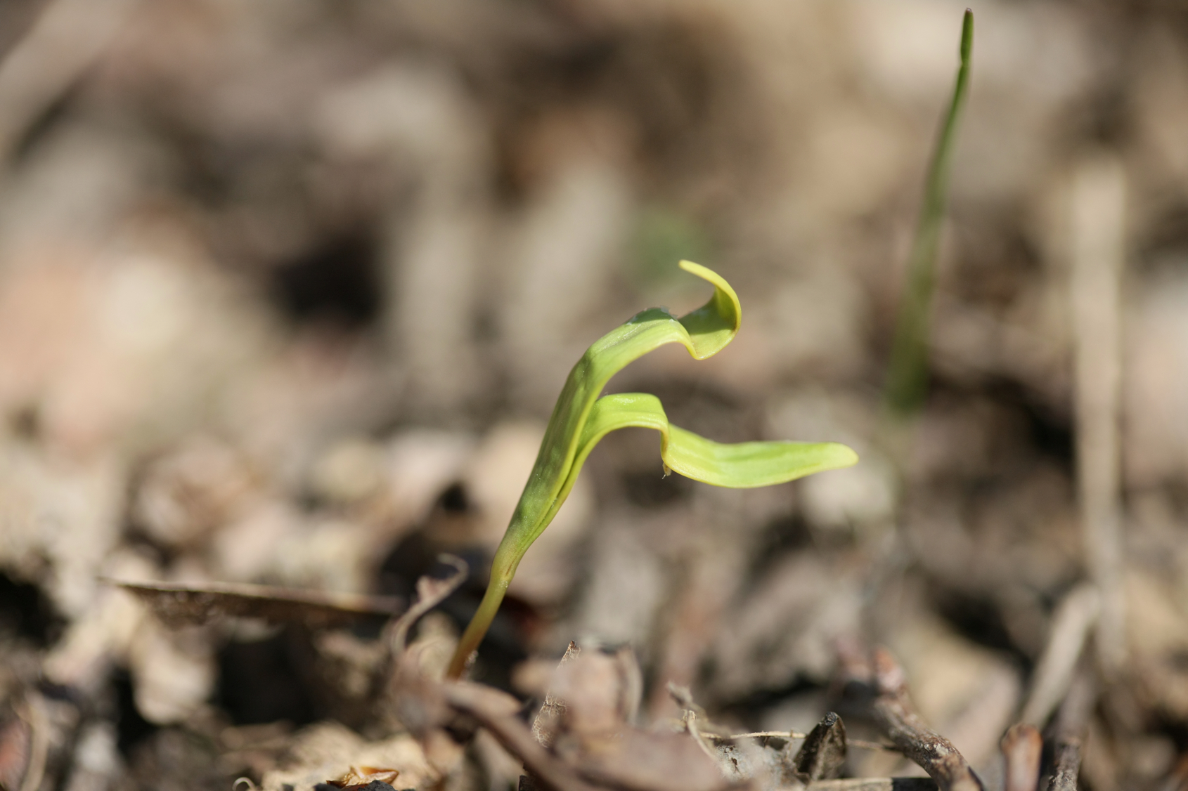 Full Size Image = 9303 K