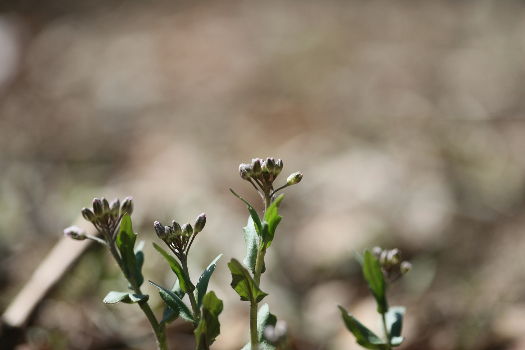 Full Size Image = 9178 K