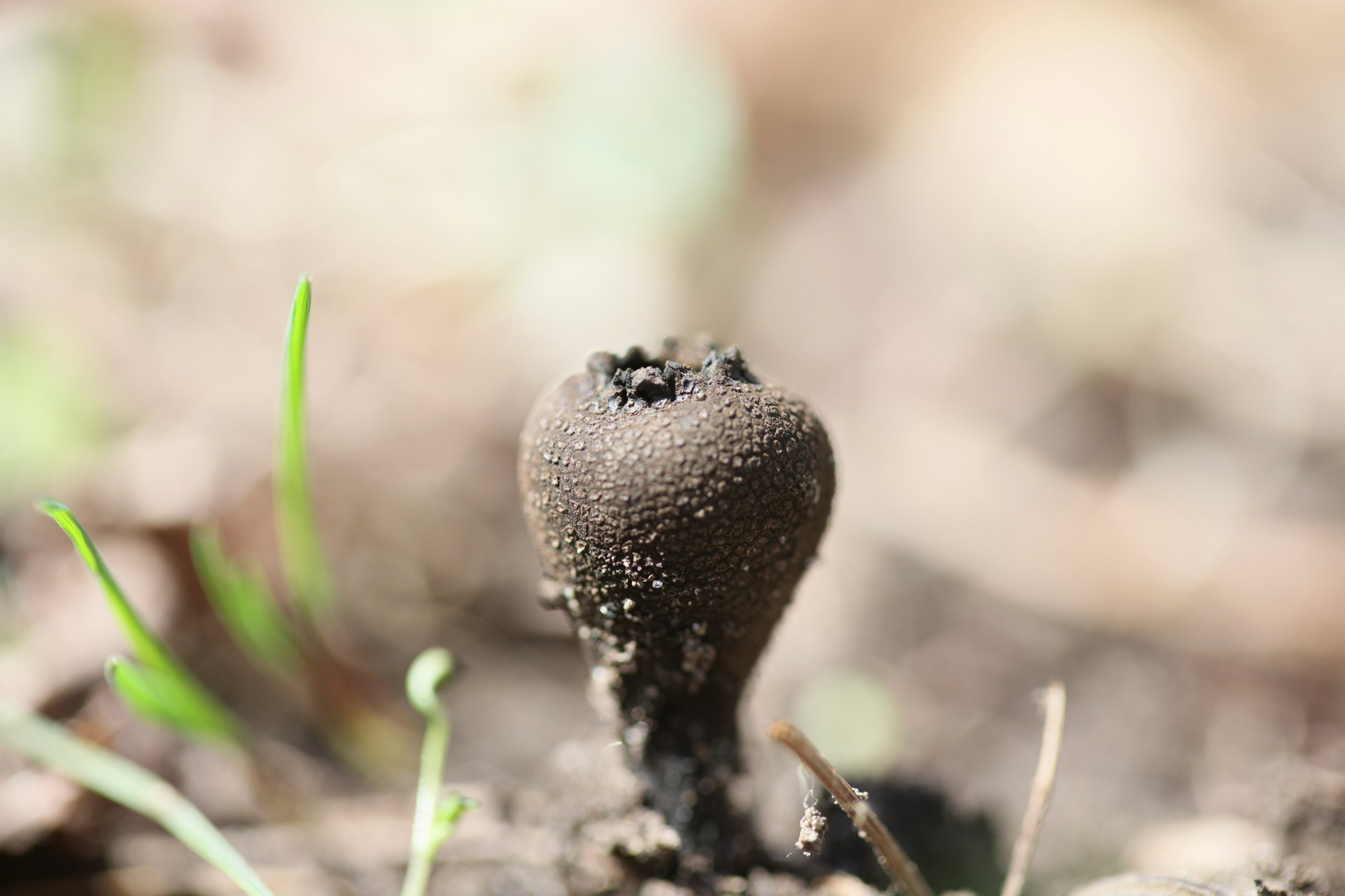 Full Size Image = 8915 K