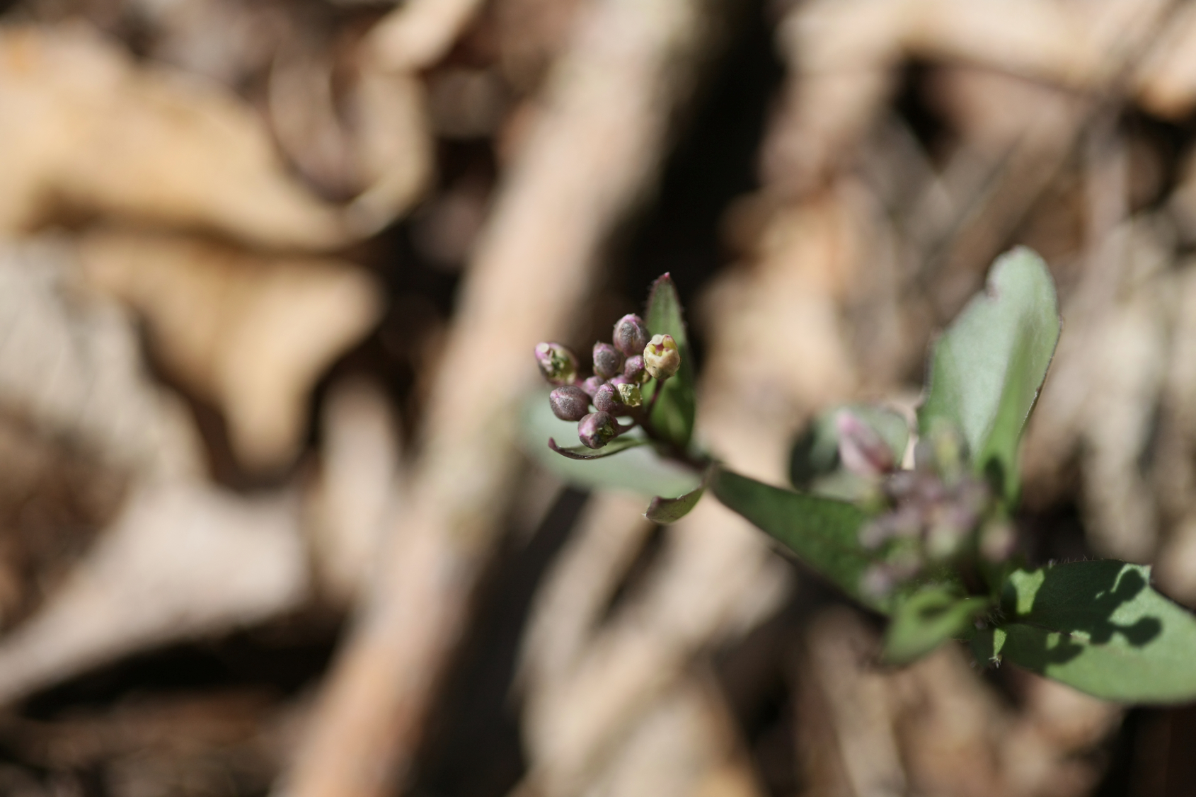 Full Size Image = 9110 K