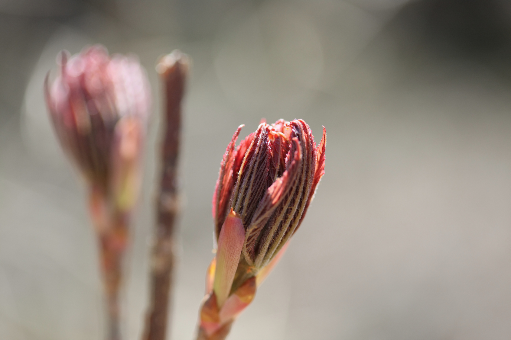 Full Size Image = 9169 K