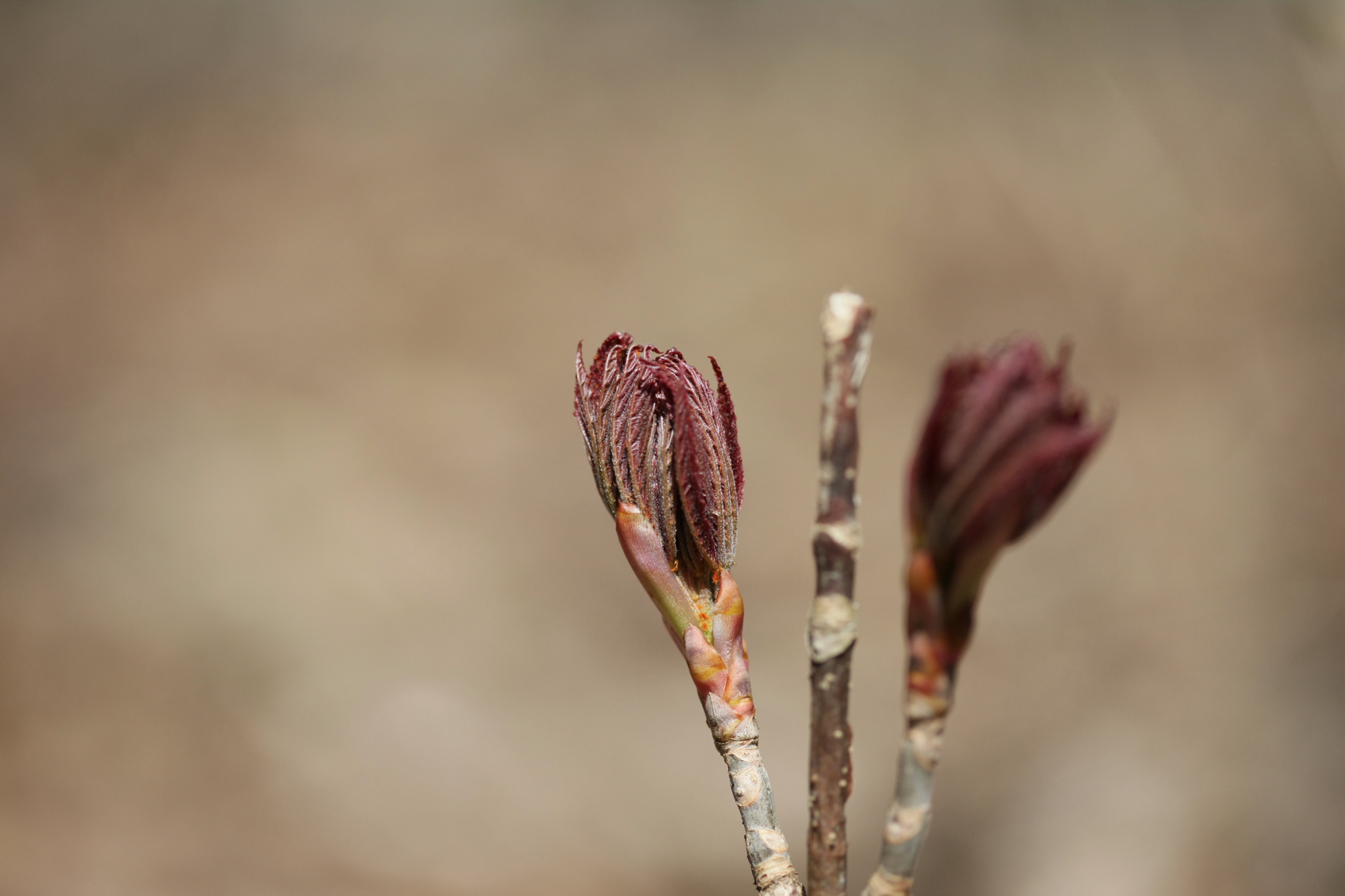 Full Size Image = 8933 K