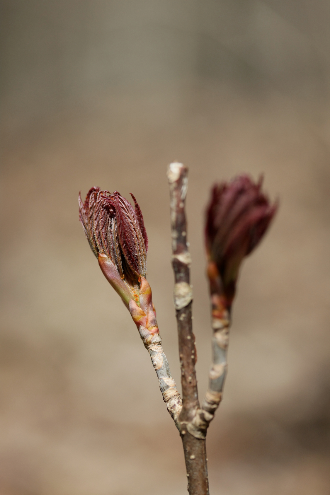 Full Size Image = 8159 K