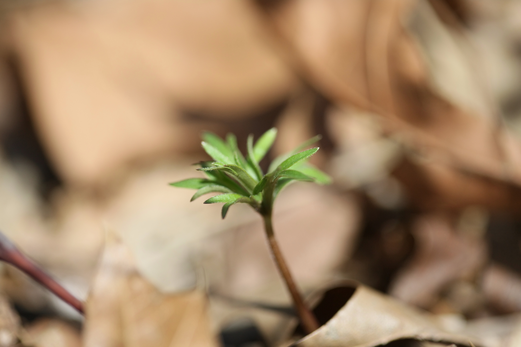 Full Size Image = 8801 K