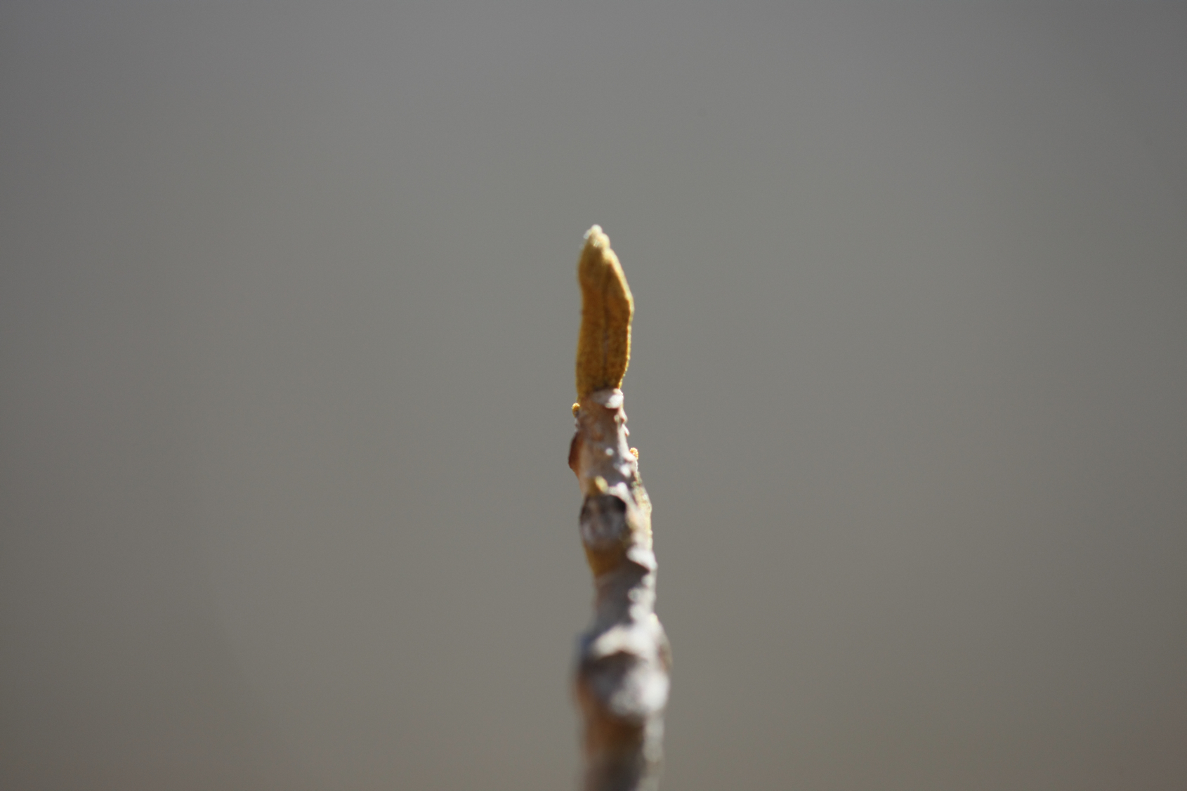 Full Size Image = 8276 K