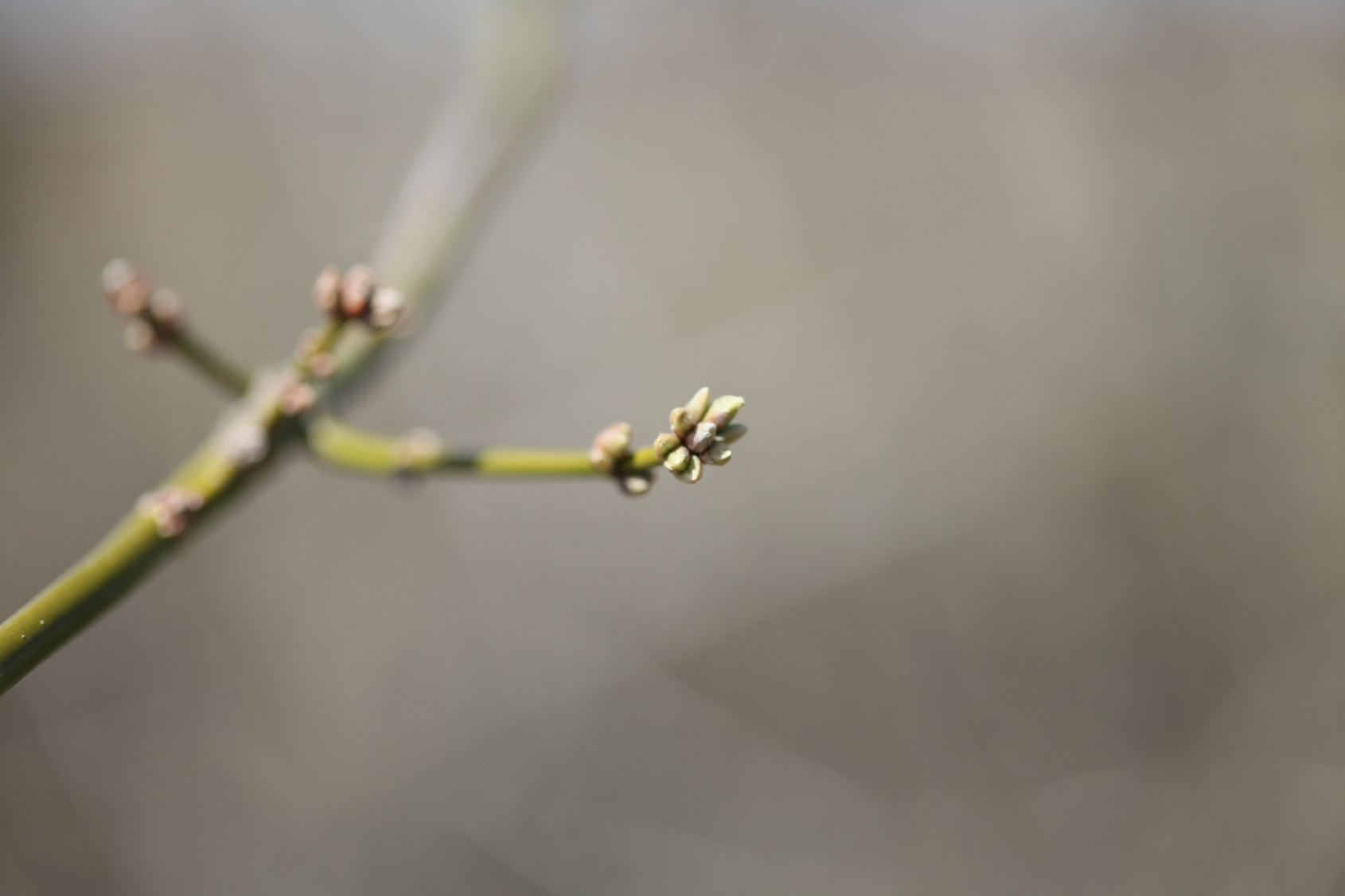 Full Size Image = 8572 K