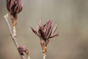 Buckeye Leaves Opening