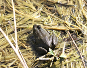 Young Bull Frog