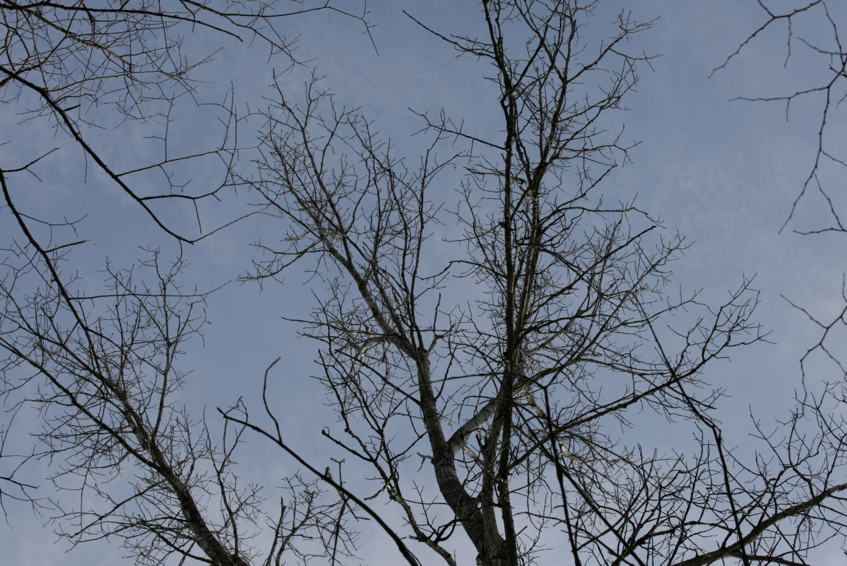 Full Size Image = 2877 K