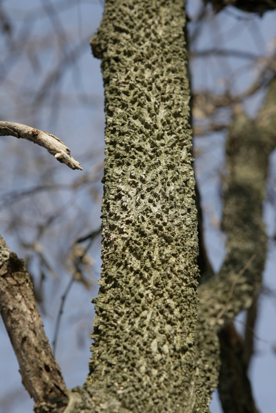 Full Size Image = 1476 K