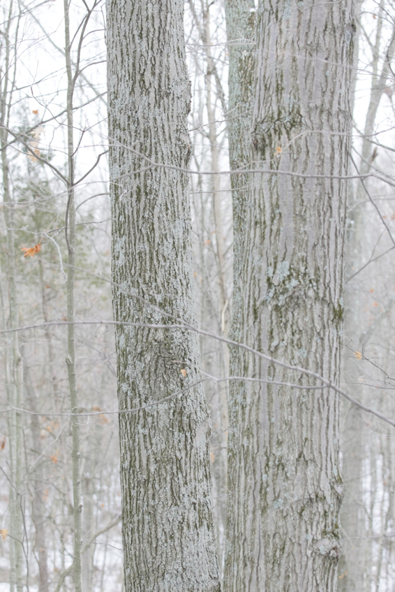 Full Size Image = 1799 K