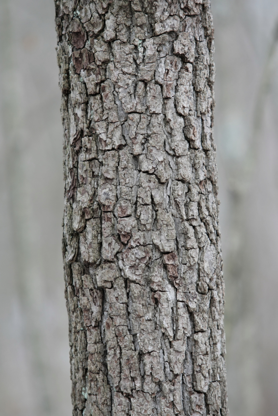 Full Size Image = 1798 K