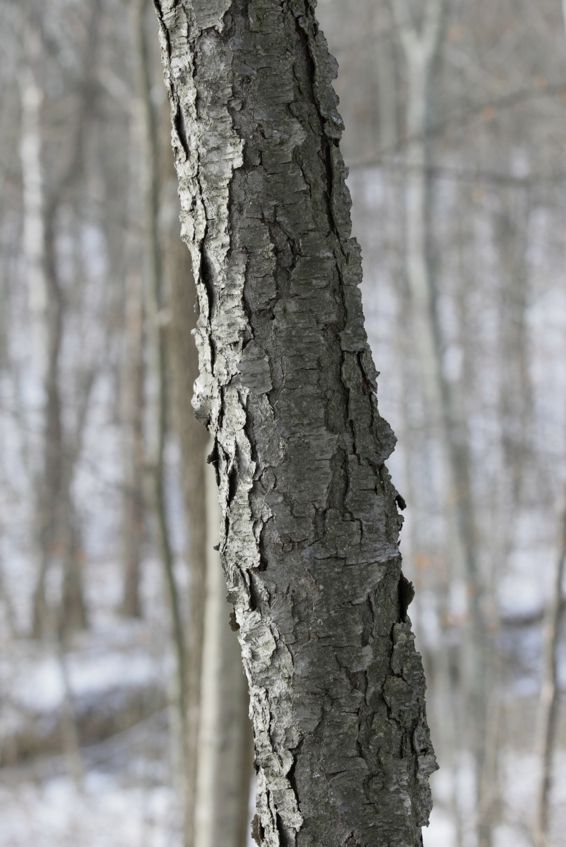 Full Size Image = 1375 K