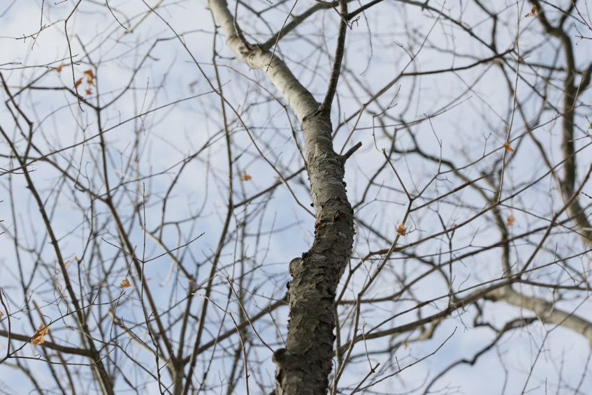 Full Size Image = 2071 K