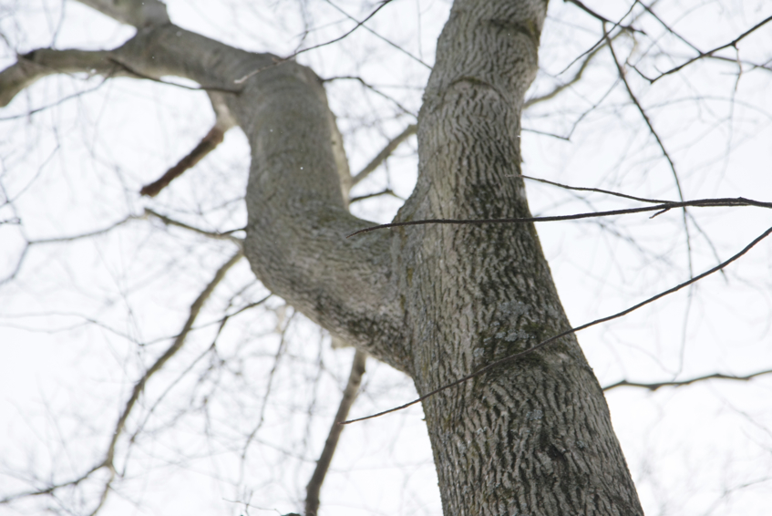 Full Size Image = 1593 K