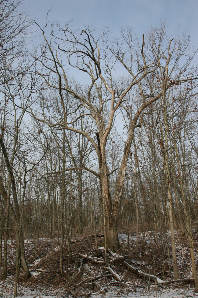 Full Size Image = 6247 K