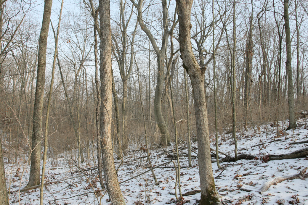 Full Size Image = 6529 K