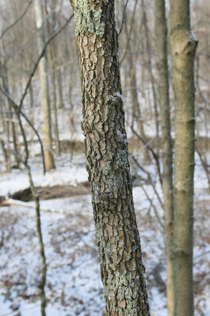 Full Size Image = 3418 K