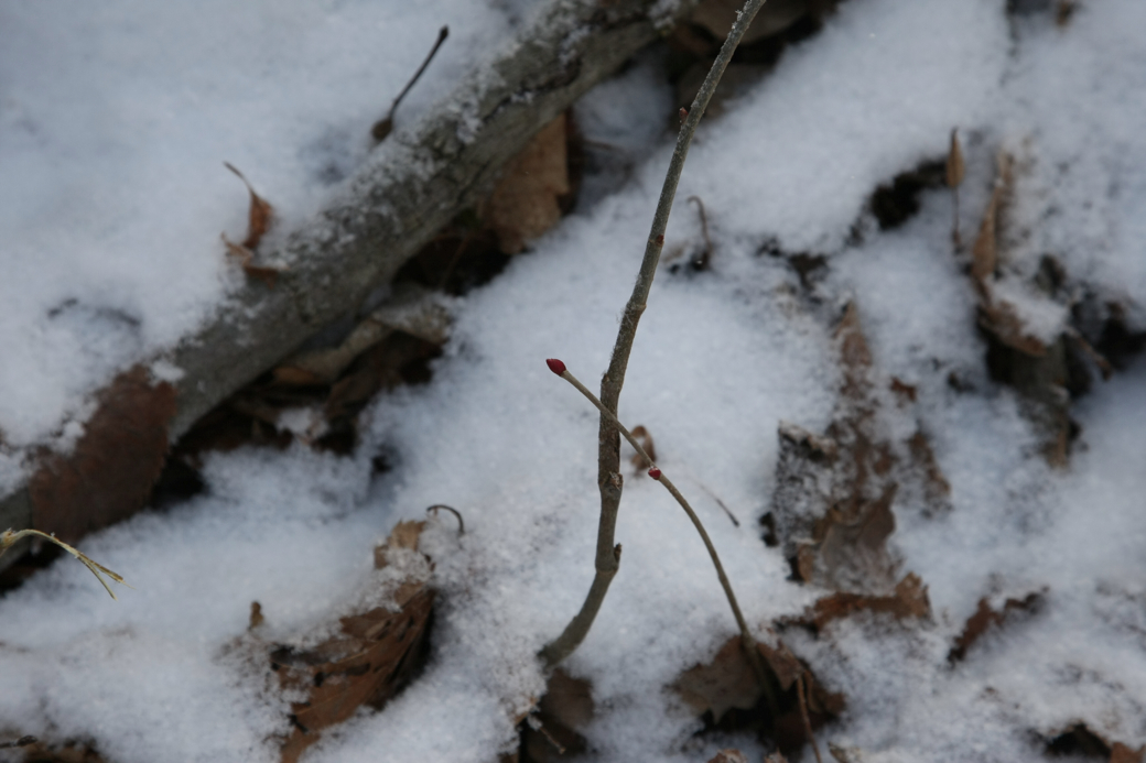 Full Size Image = 2408 K