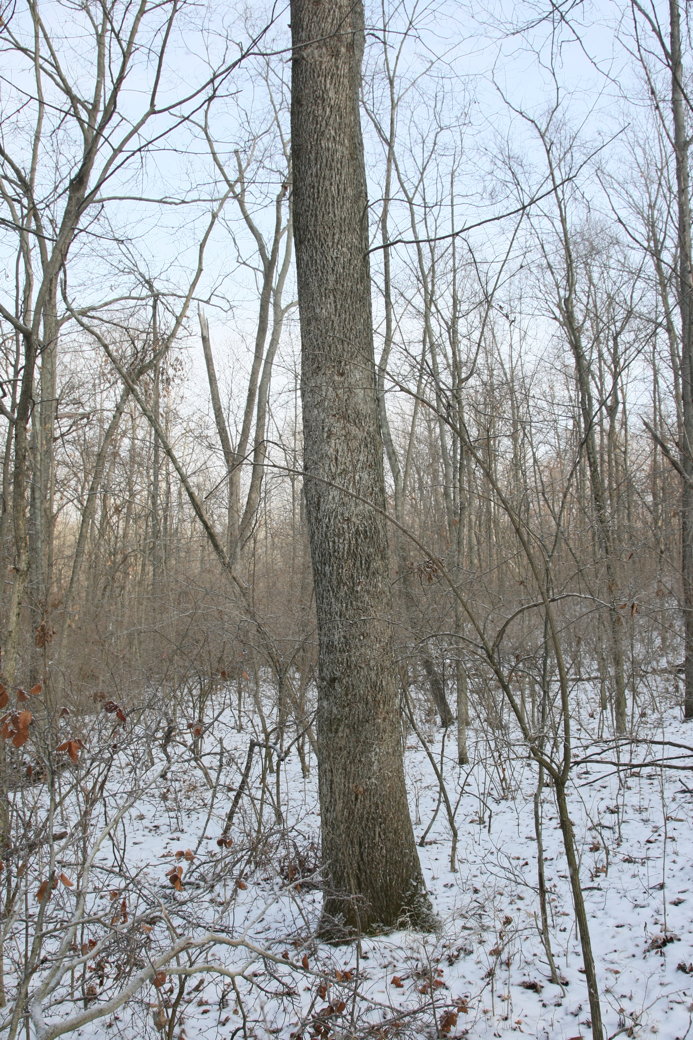 Full Size Image = 6294 K