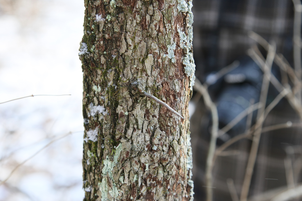 Full Size Image = 3495 K