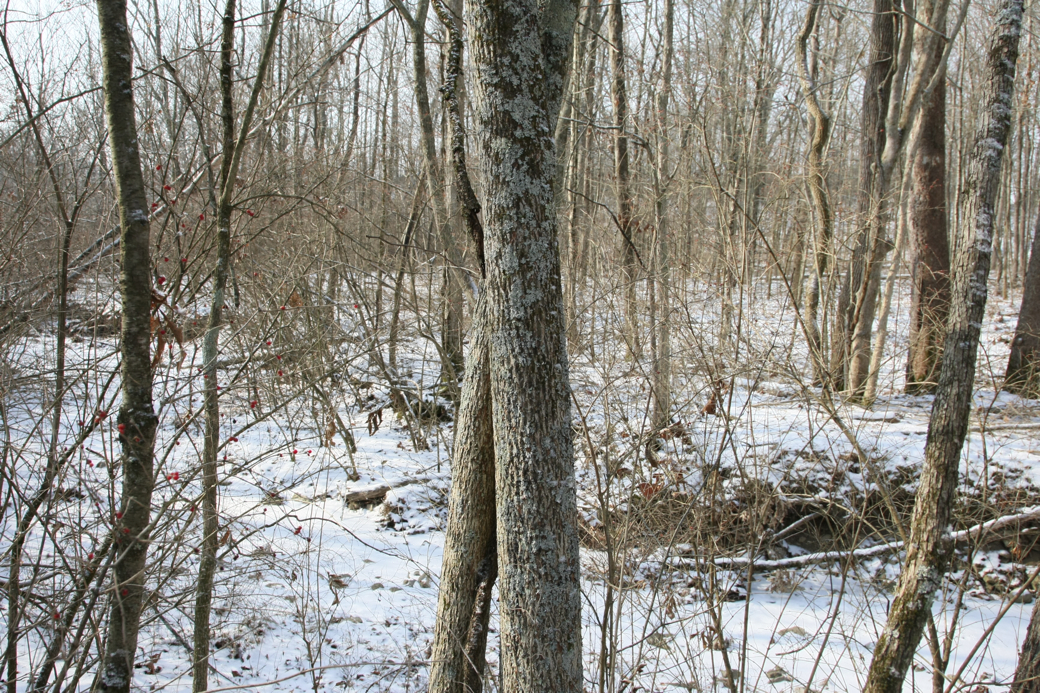 Full Size Image = 6158 K