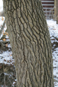 Eastern Cottonwood Bark Closeup