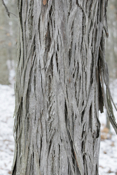 Shagbark Hickory Closeup