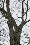 Shagbark Hickory Crown