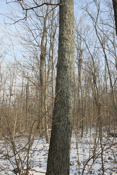 Unidentified Hickory 