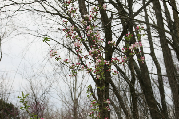 Full Size Image = 2003 K