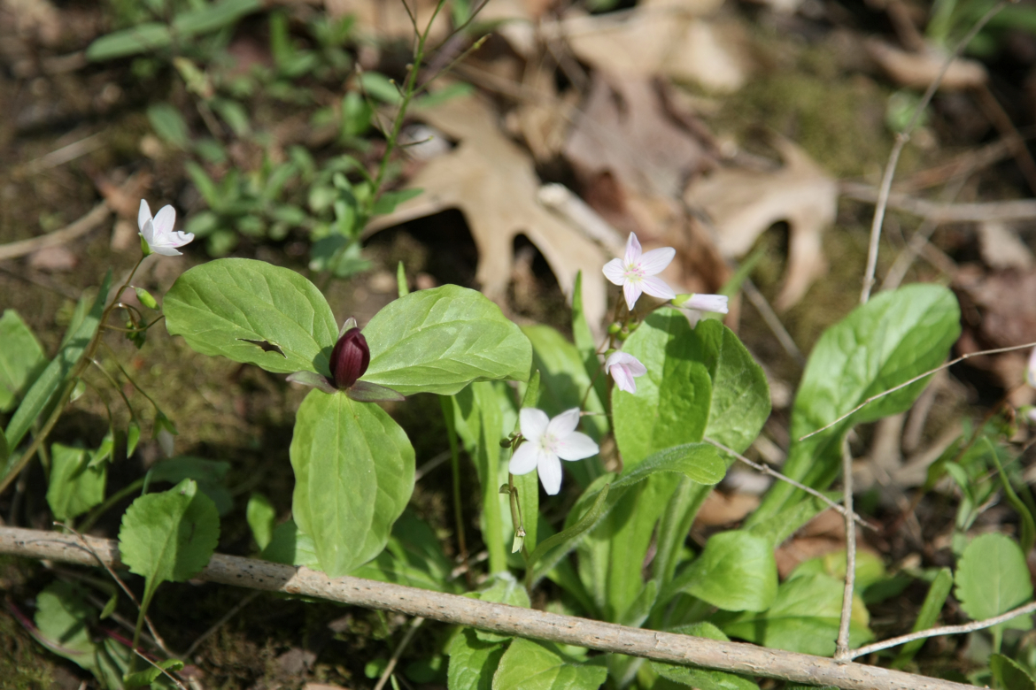 Full Size Image = 4064 K