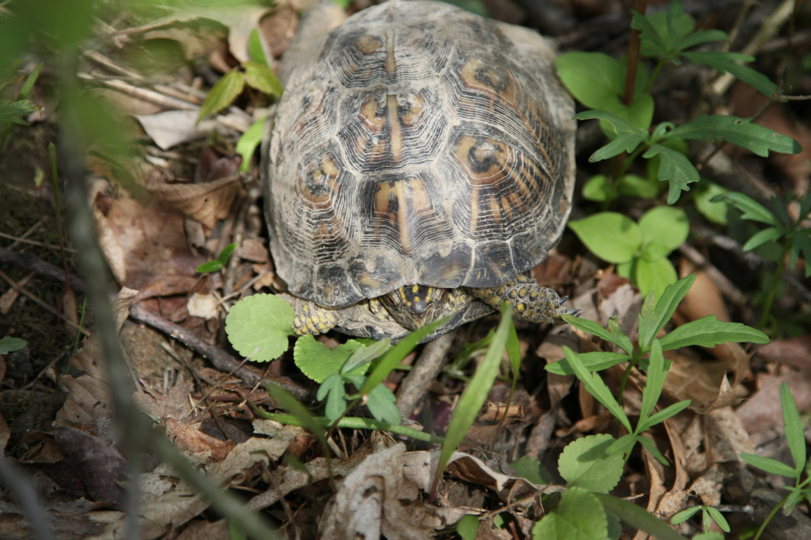 Full Size Image = 4555 K