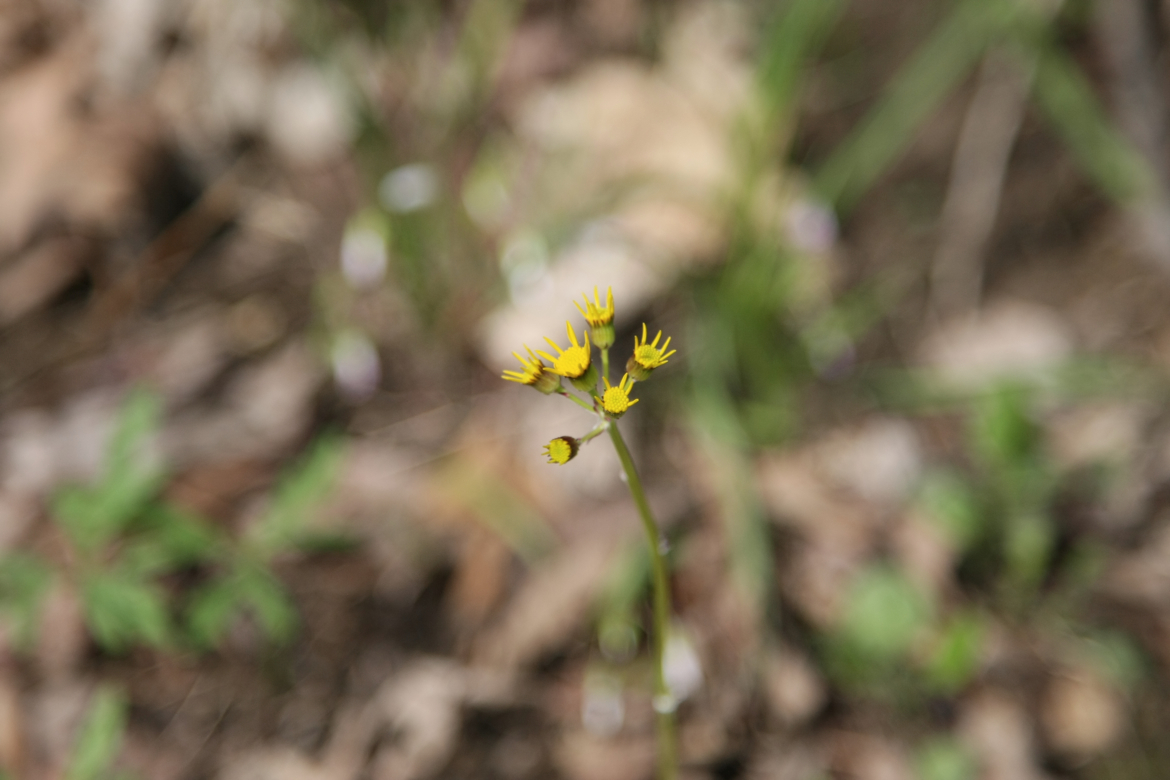 Full Size Image = 3411 K