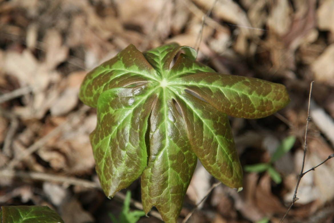 Full Size Image = 4021 K