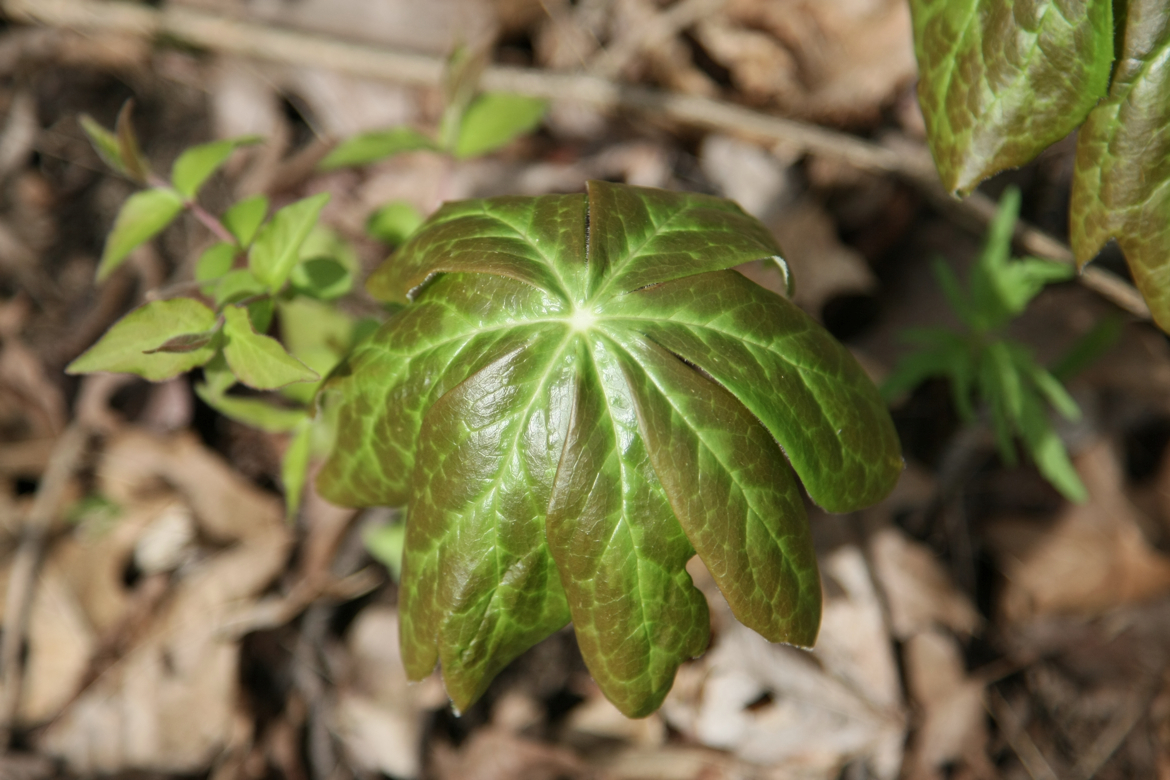 Full Size Image = 3925 K