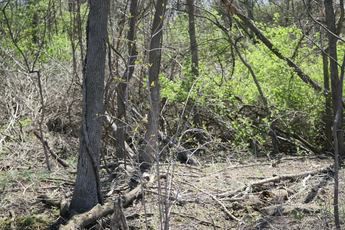 Full Size Image = 6793 K