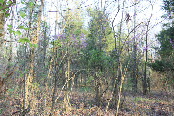 Full Size Image = 2792 K