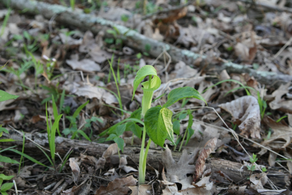 Full Size Image = 1403 K