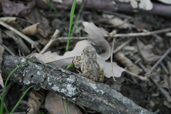 Full Size Image = 1342 K