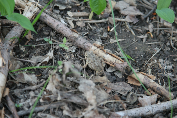 Full Size Image = 1576 K