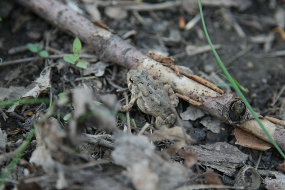 Full Size Image = 1343 K