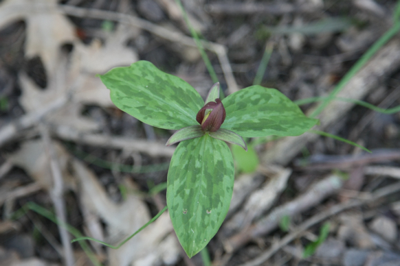 Full Size Image = 1183 K